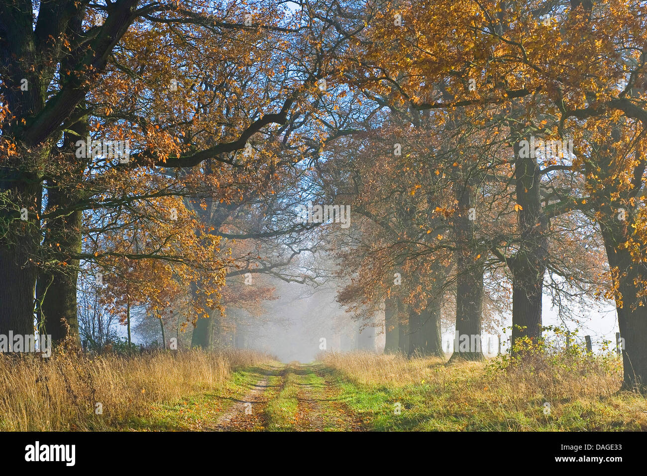 common oak, pedunculate oak, English oak (Quercus robur), old oak alley in morning fog in autumn, Germany, Hesse, Beberbeck Stock Photo