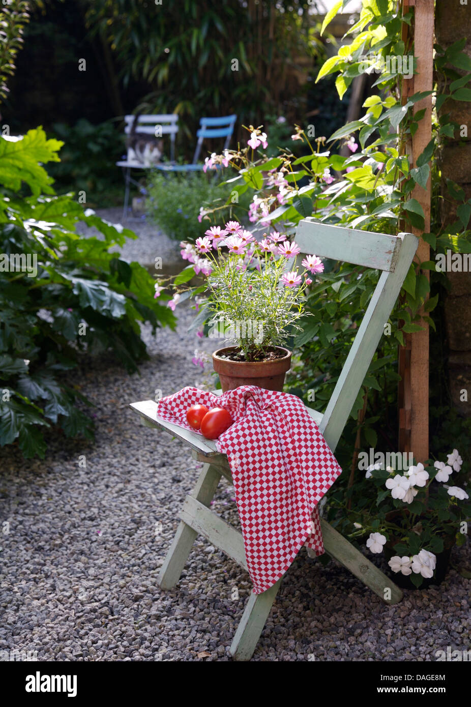 Close-up of pot of pale pink daisies and red checked cloth on pale blue painted chair on gravel path in country garden Stock Photo