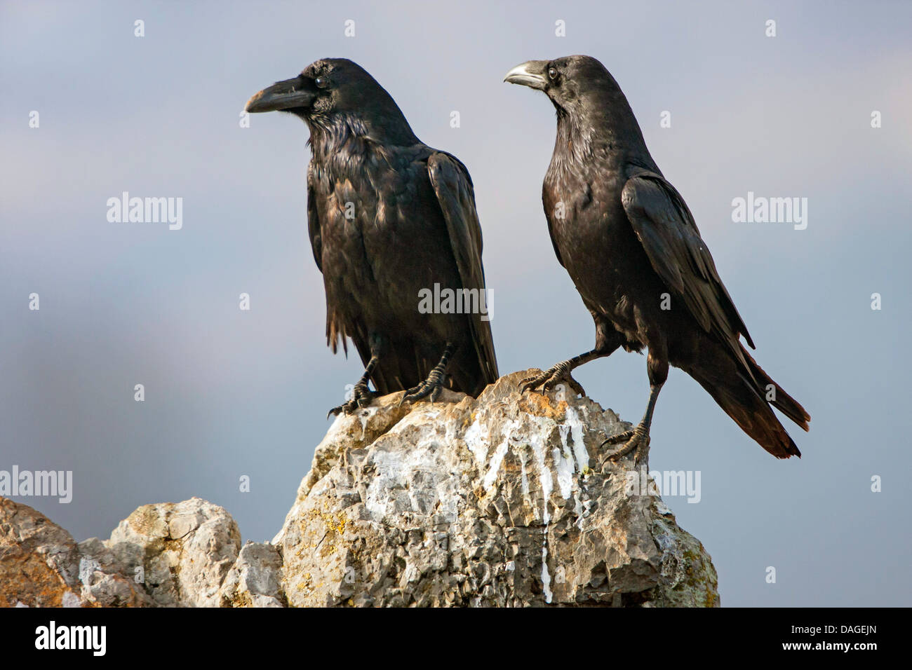 common raven (Corvus corax), two ravens sitting on a rock sunbathing, Bulgaria, Sredna Gora, Sliven Stock Photo