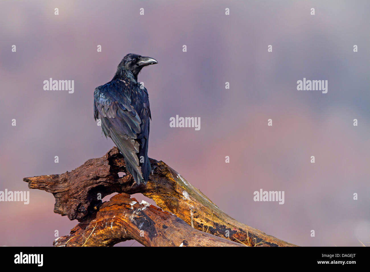 common raven (Corvus corax), sitting on a tree root sunbathing, Bulgaria, Sredna Gora, Sliven Stock Photo
