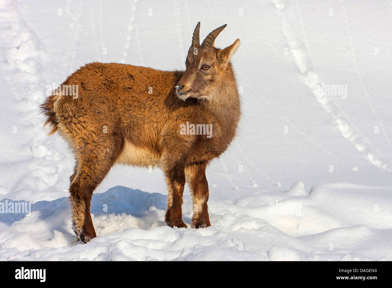 alpine ibex (Capra ibex), juvenile in fresh snow, Switzerland, Alpstein, Schwaegalp Stock Photo