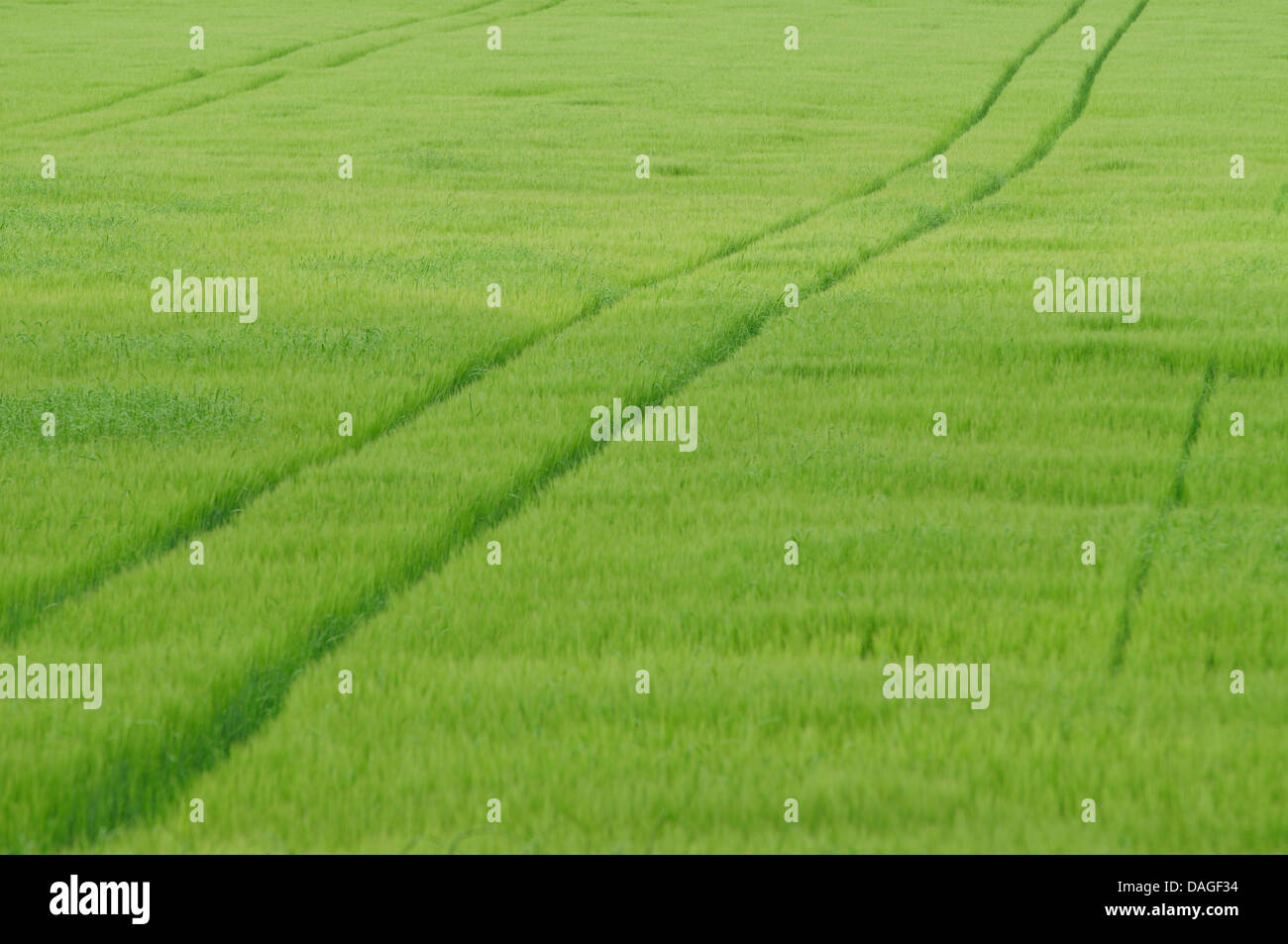 Green wheat field with tractor wheel tracks Stock Photo - Alamy