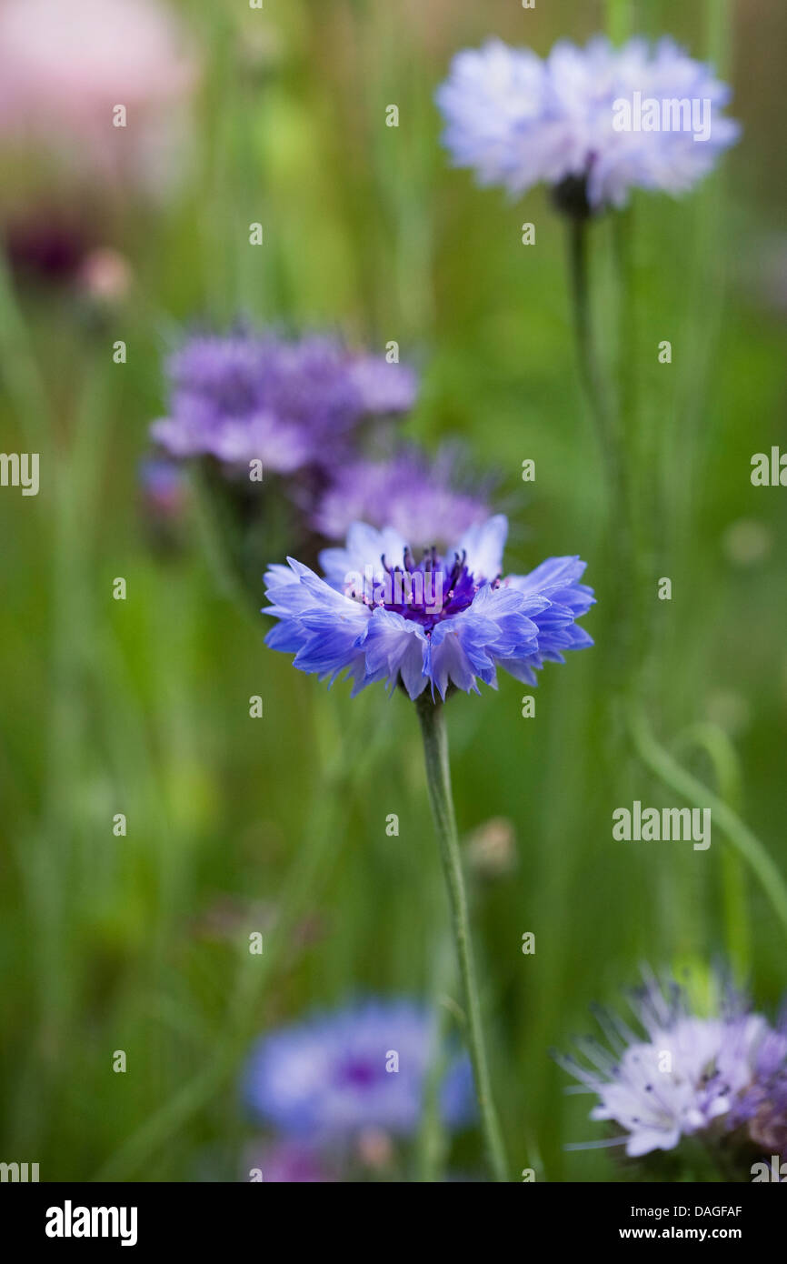 Centaurea cyanus. Cornflowers in a wildflower garden. Stock Photo