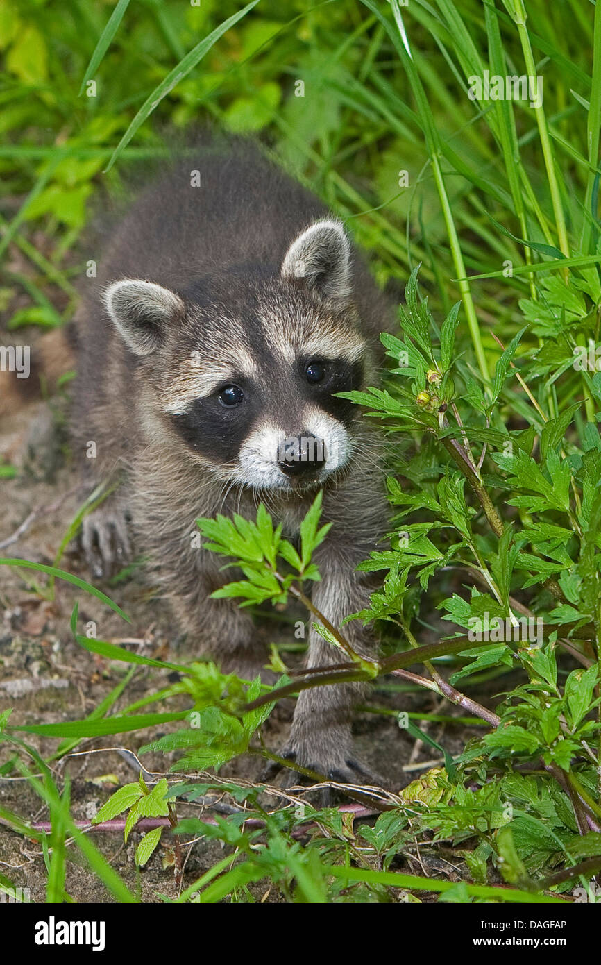 common raccoon (Procyon lotor), two months old young animal walking through high grass, Germany Stock Photo