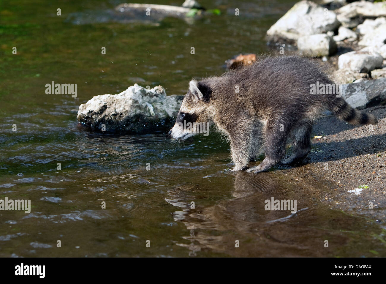 common raccoon (Procyon lotor), two months old young animal standing on ...