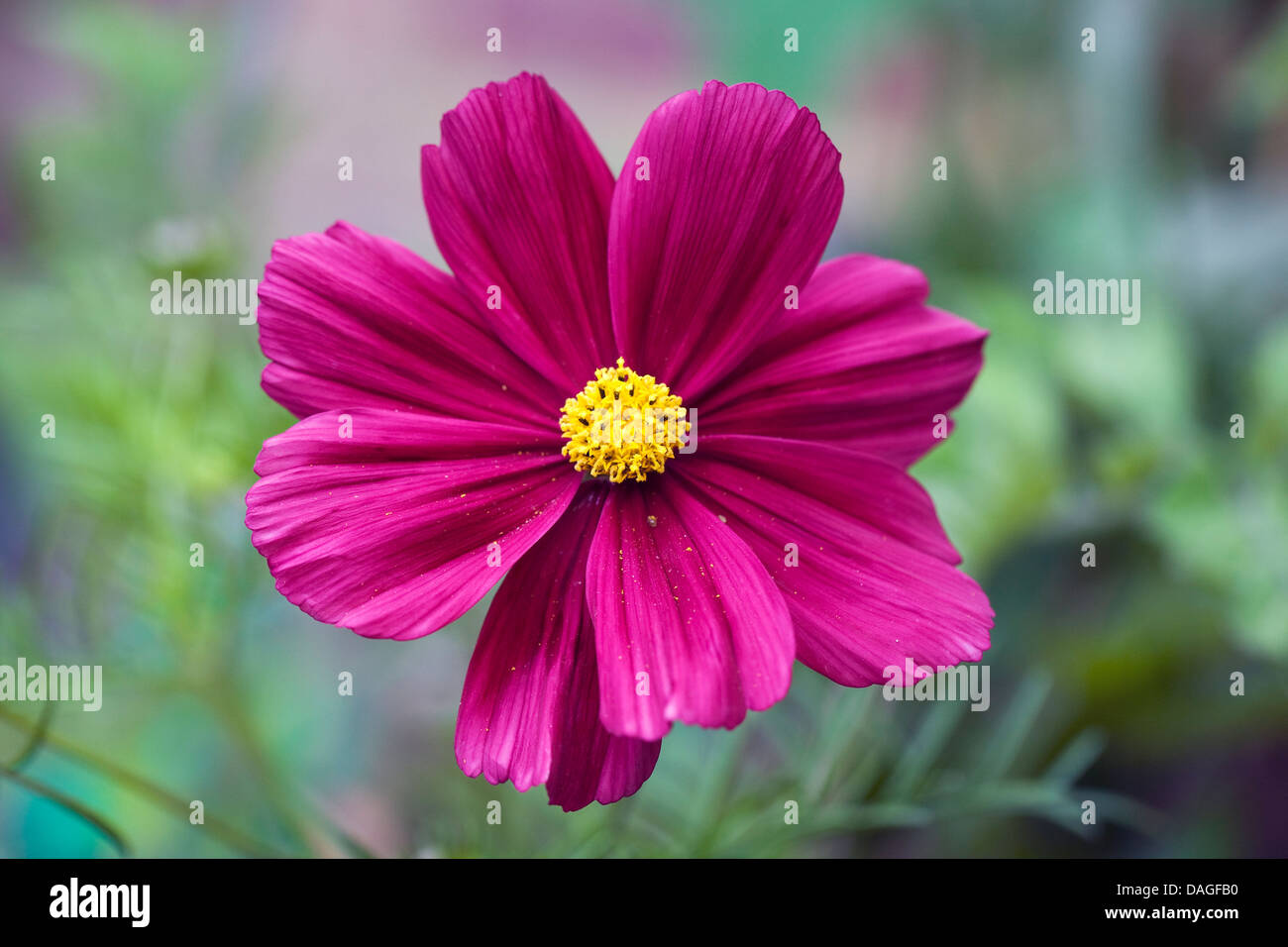 Cosmos 'Daybreak' flowers. Stock Photo