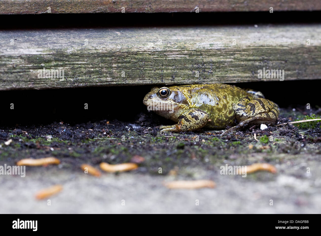 Rana temporaria. Common garden frog eating mealworms Stock Photo Alamy