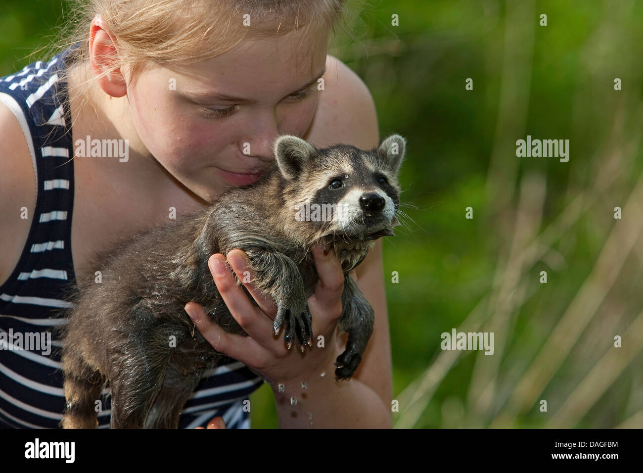common raccoon (Procyon lotor), girl playing and smooching with a handraising raccoon, Germany Stock Photo