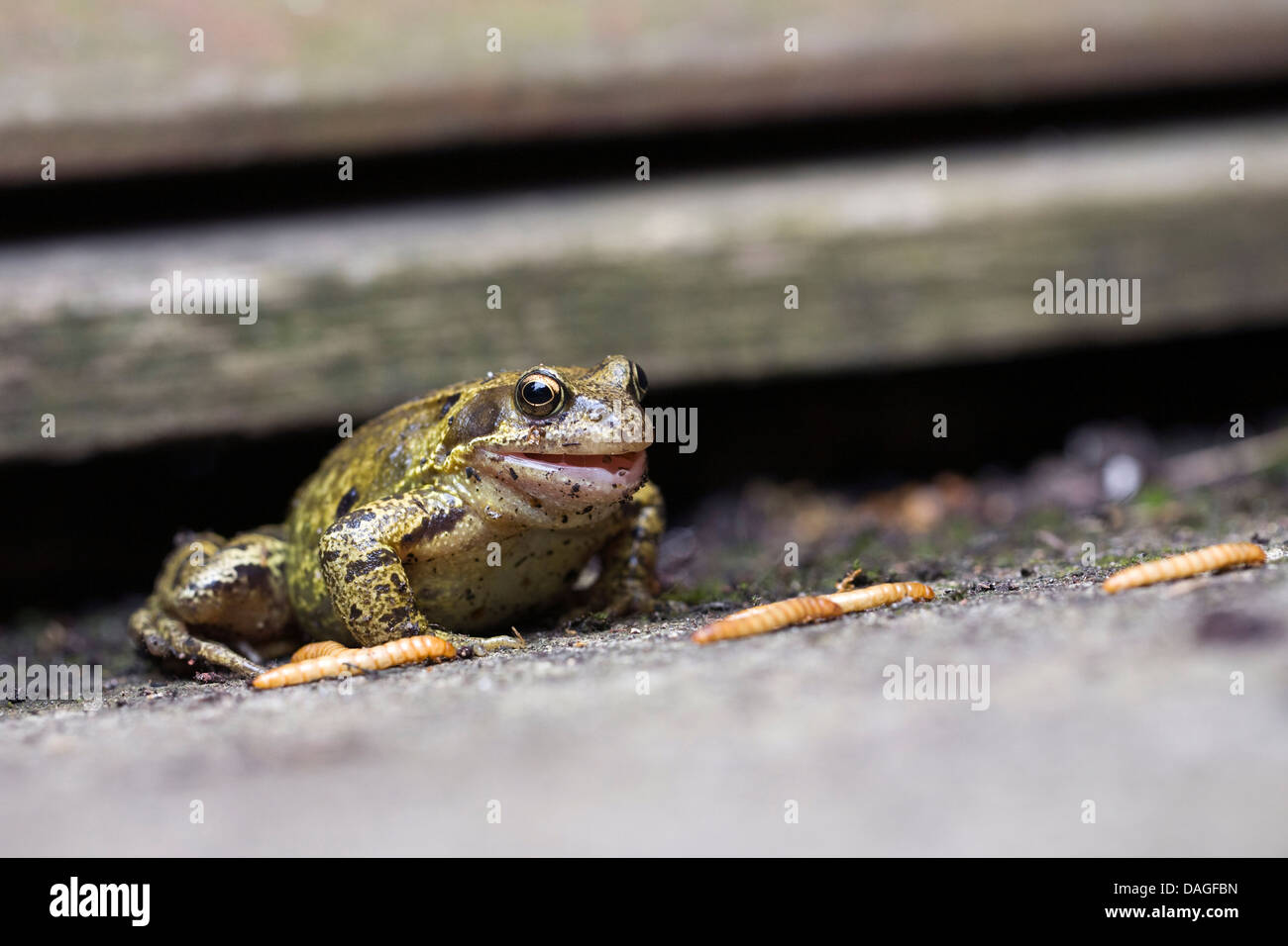 Rana temporaria. Common garden frog eating mealworms Stock Photo Alamy