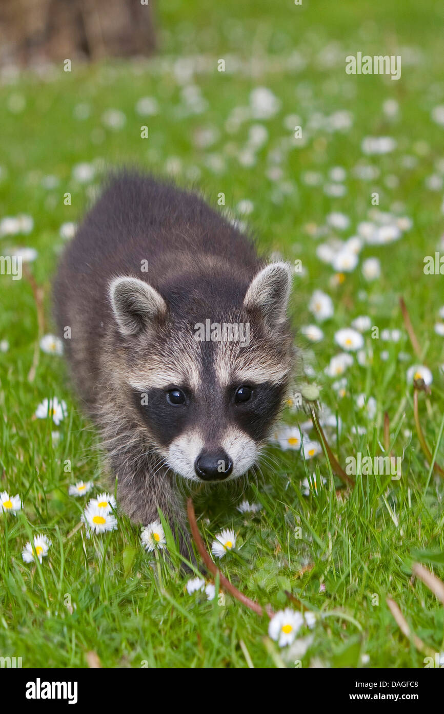common raccoon (Procyon lotor), walking in a meadow, Germany Stock Photo