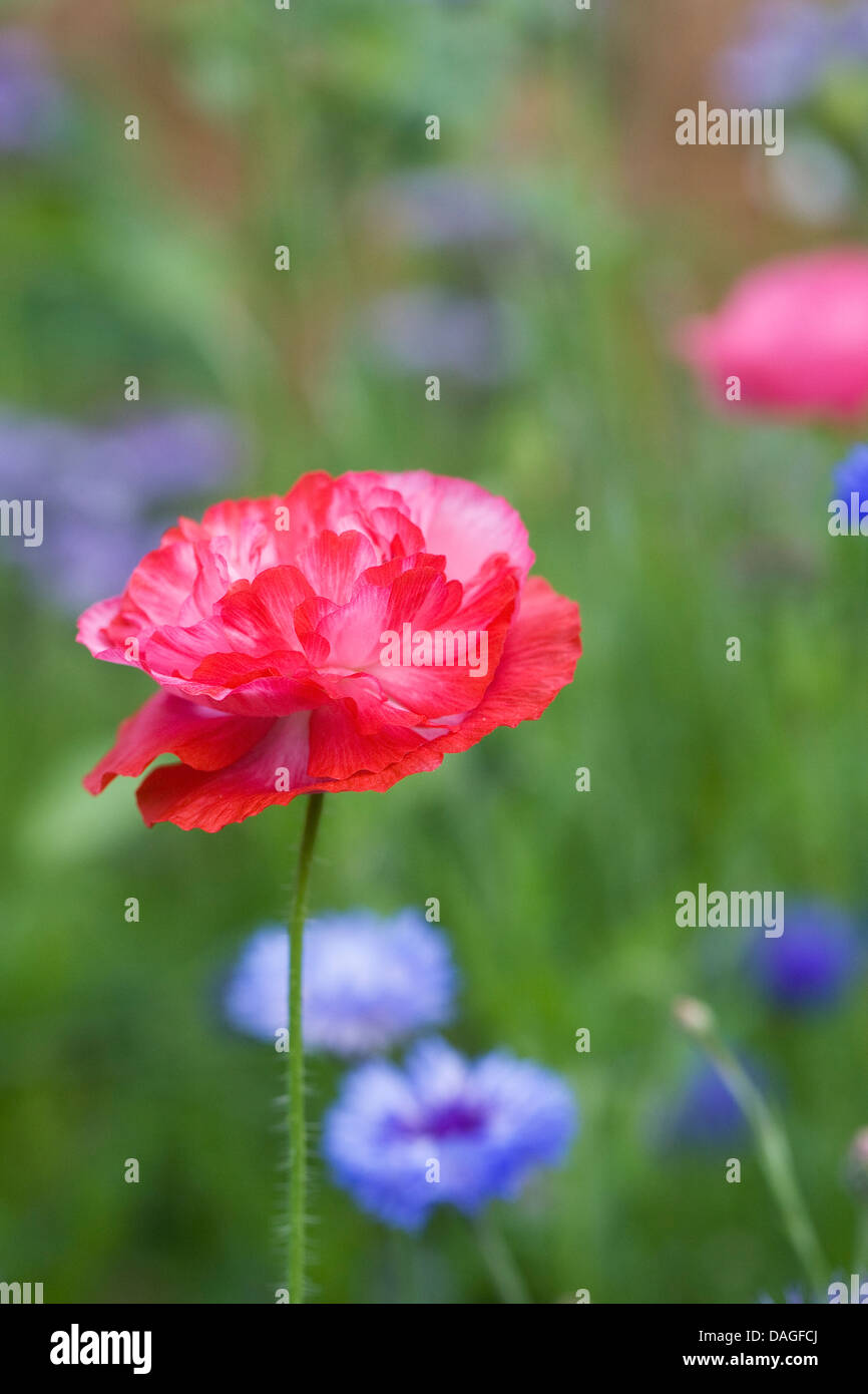Papaver rhoeas and Centaurea cyanus in a wildflower garden. Stock Photo