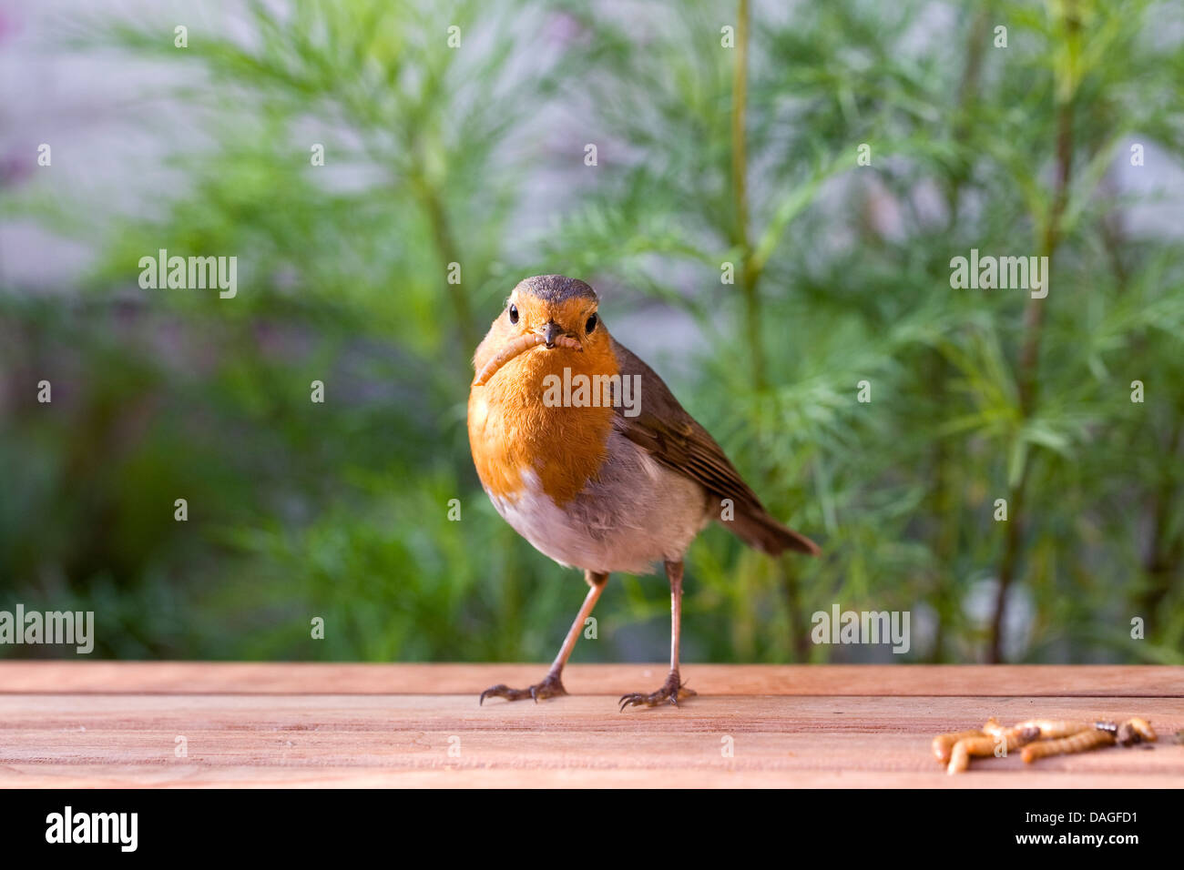 Erithacus rubecula. Robin eating mealworms in an English garden Stock