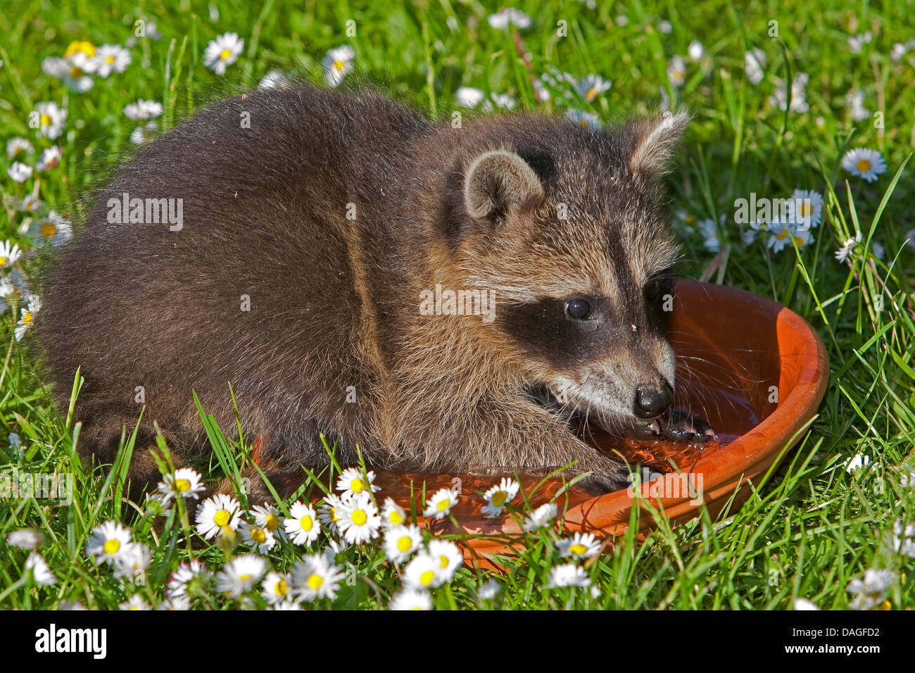 common raccoon (Procyon lotor), gentle upbringing by hand splashing with water in a dish, Germany Stock Photo