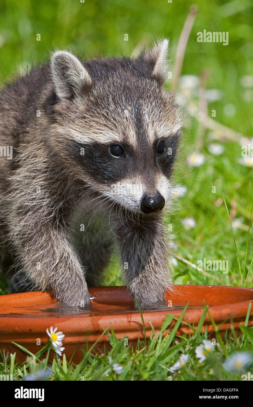common raccoon (Procyon lotor), splashing with water in a dish, Germany Stock Photo