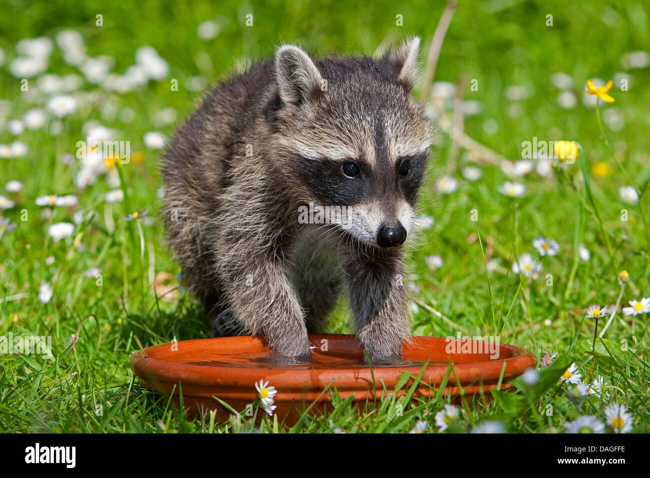 common raccoon (Procyon lotor), in a meadow, splashing with water in a dish, Germany Stock Photo