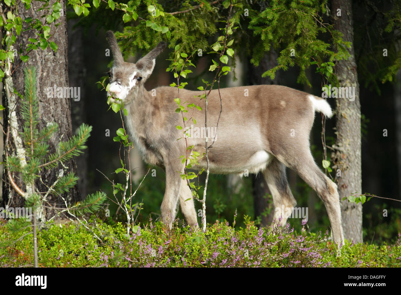 Young reindeer (Rangifer tarandus) browsing at the edge of a forest Stock Photo