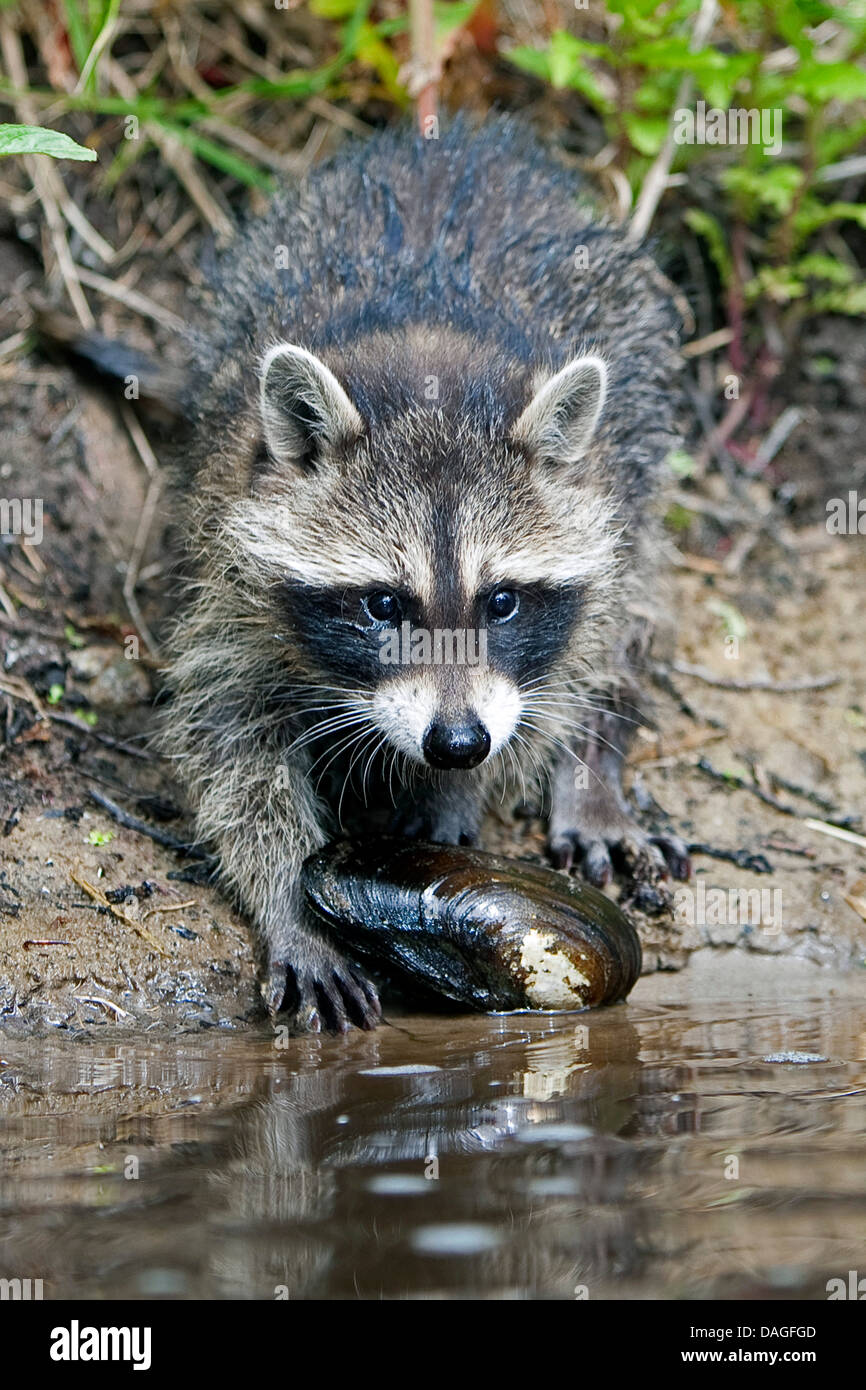 common raccoon (Procyon lotor), three months old young animal standing on the waterfront and looking over a mussel, Germany Stock Photo