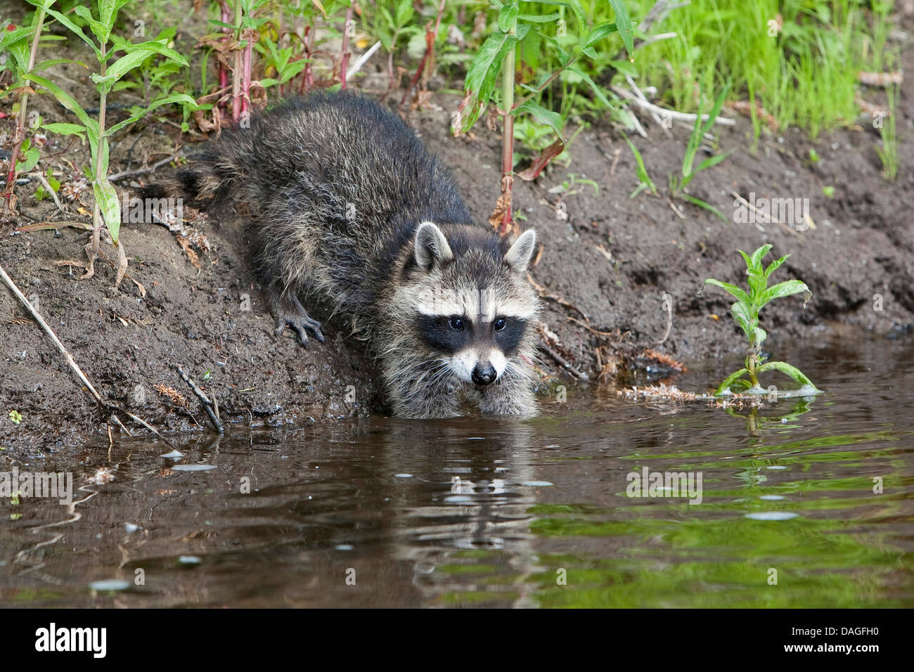 common raccoon (Procyon lotor), three months old young animal standing