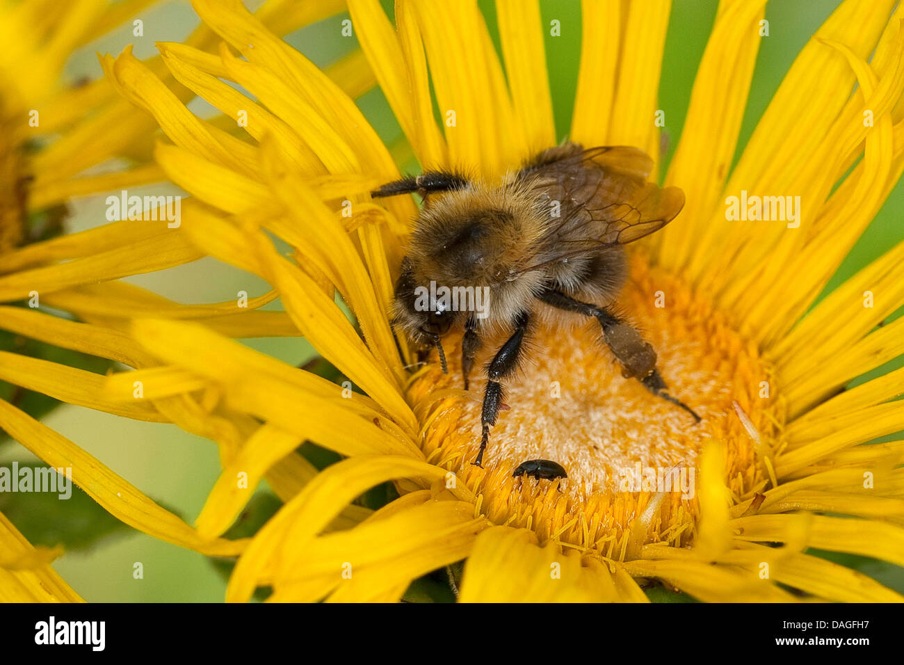 carder bee, common carder bee (Bombus pascuorum, Bombus agrorum), on Inula, Germany Stock Photo