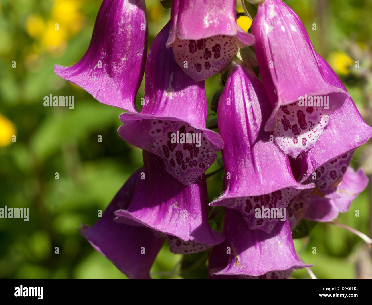Foxglove, common foxglove, purple foxglove or purple glove; lat. Digitalis purpurea Stock Photo