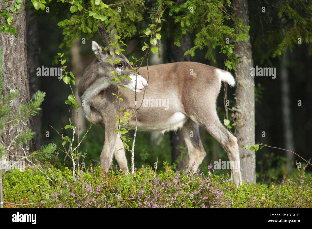 Young reindeer (Rangifer tarandus) standing among vegetation at the edge of a forest Stock Photo