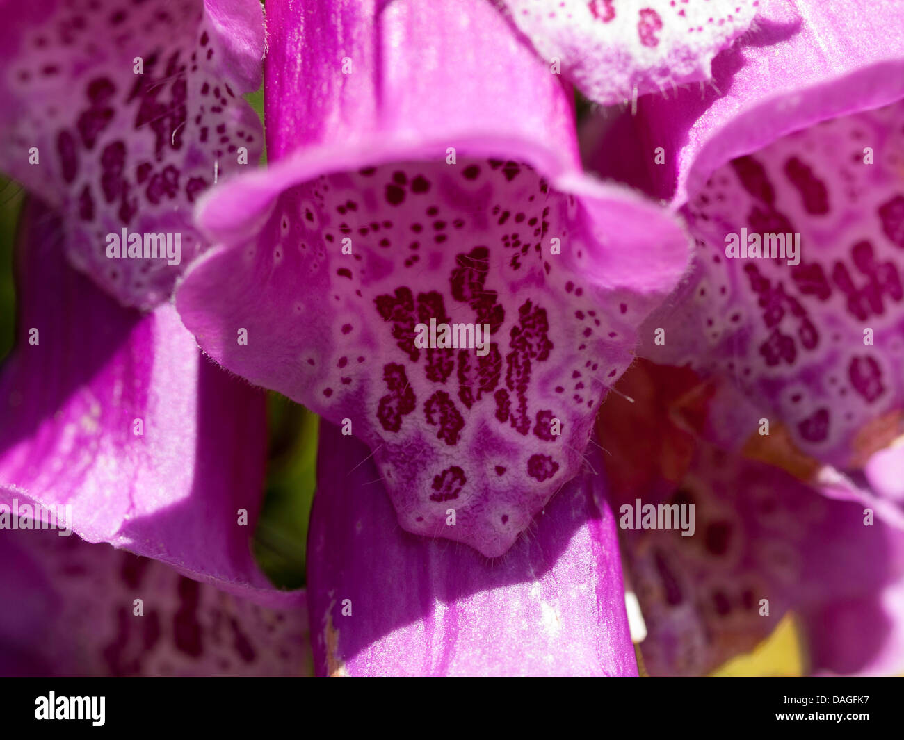 Foxglove, common foxglove, purple foxglove or purple glove; lat. Digitalis purpurea Stock Photo