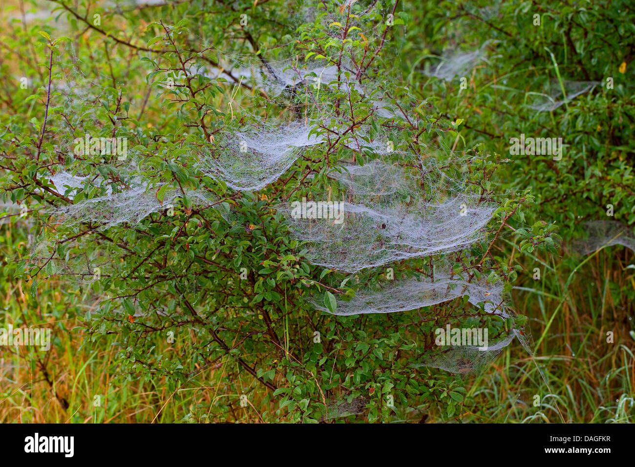 Sheet-web weaver, Line-weaving spider, Line weaver (Linyphia triangularis), spiderwebs with morningdew, Germany Stock Photo