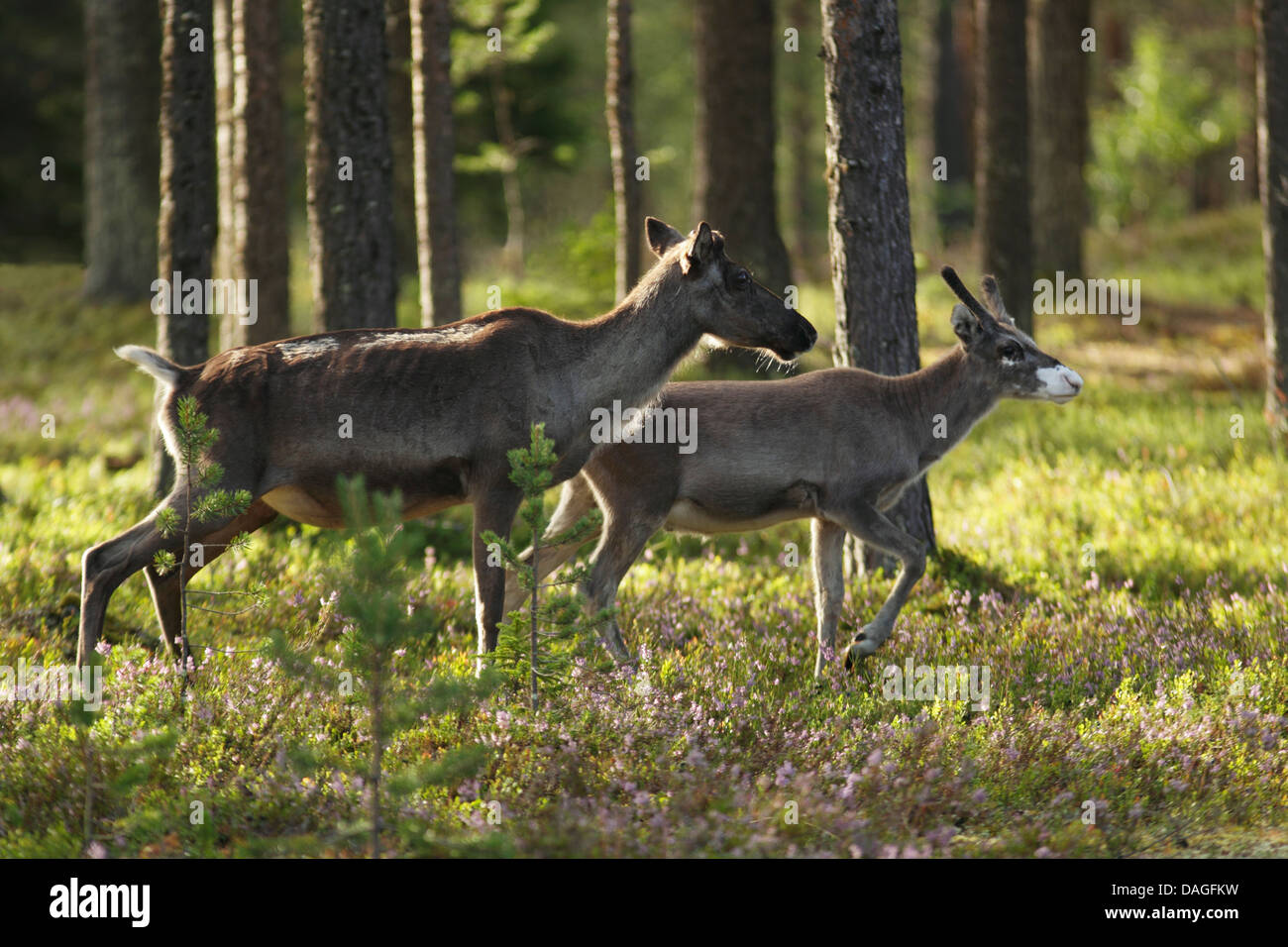 Adult hind and young reindeer (Rangifer tarandus) running among vegetation at the edge of a forest Stock Photo