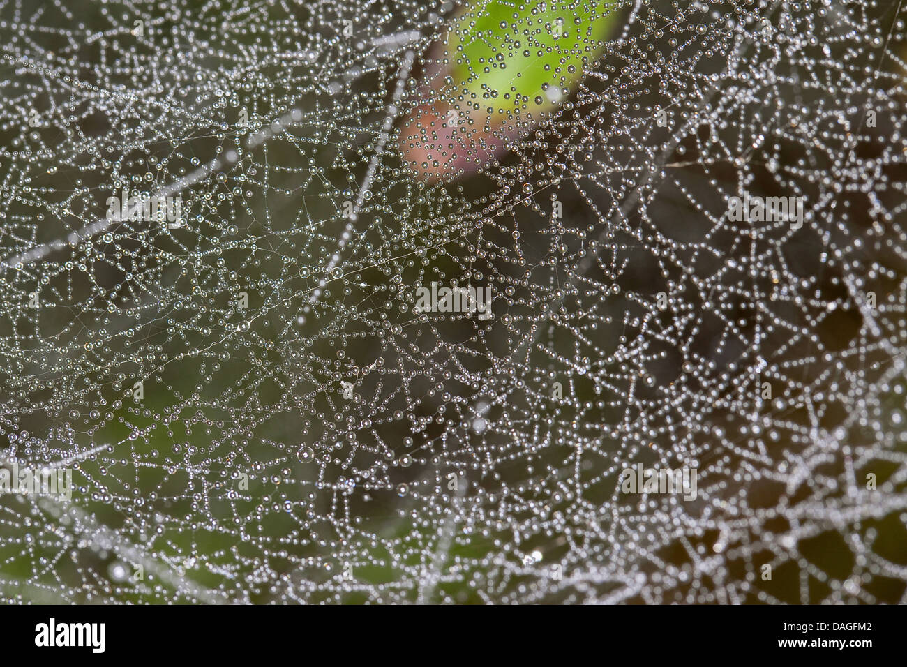 Sheet-web weaver, Line-weaving spider, Line weaver (Linyphia triangularis), spiderweb with morningdew, Germany Stock Photo