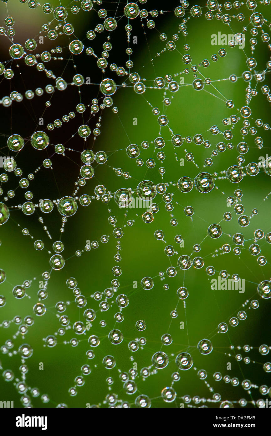Sheet-web weaver, Line-weaving spider, Line weaver (Linyphia triangularis), spiderweb with morningdew, Germany Stock Photo