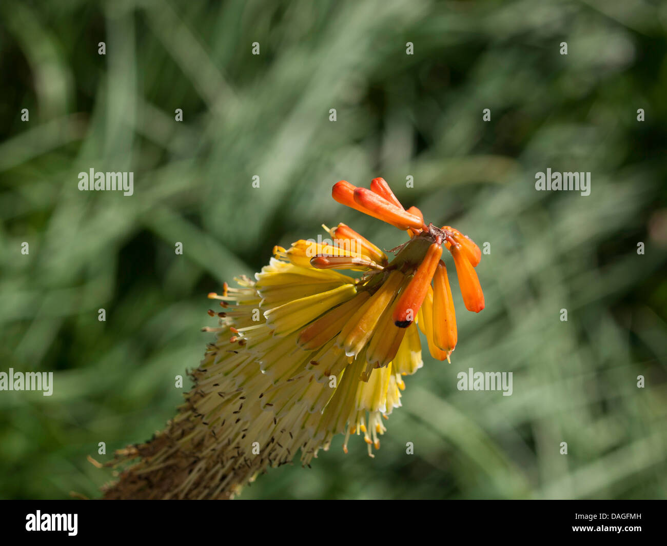 Red Hot Poker or Torch Lily; Kniphofia hybrida 'elegans' Stock Photo