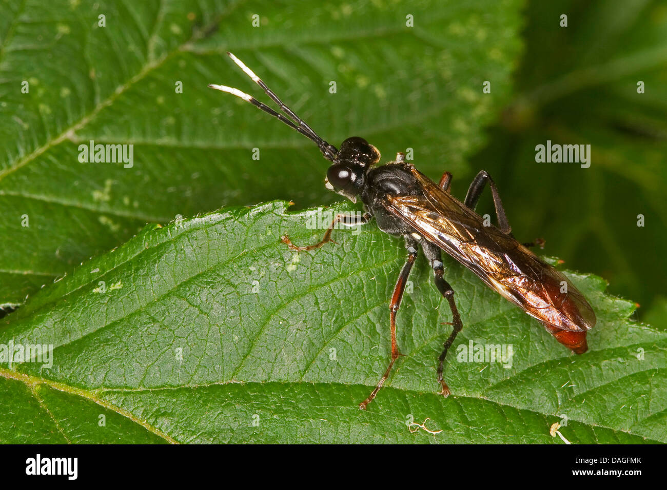 sawfly (Tenthredo cf. colon, Tenthredella cf. colon), male, Germany Stock Photo