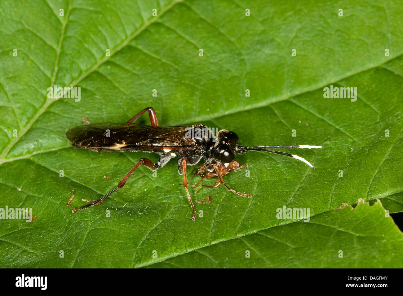 sawfly (Tenthredo cf. colon, Tenthredella cf. colon), male with prey, Germany Stock Photo