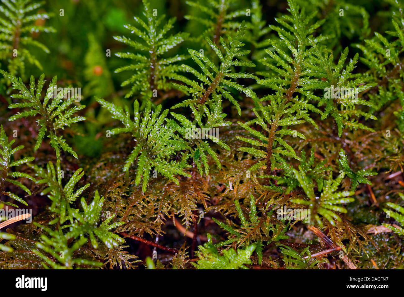 Glittering Wood-moss, Stair-step Moss, Stair Step Moss, Step-moss, Mountain Fern Moss, Fern-Moss (Hylocomium splendens, syn. Hylocomium proliferum), Germany Stock Photo