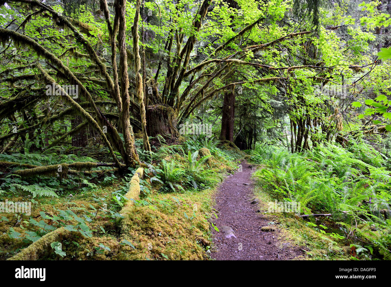 Trail in the rain forest. Olympic National Park, Washington, USA. Stock Photo