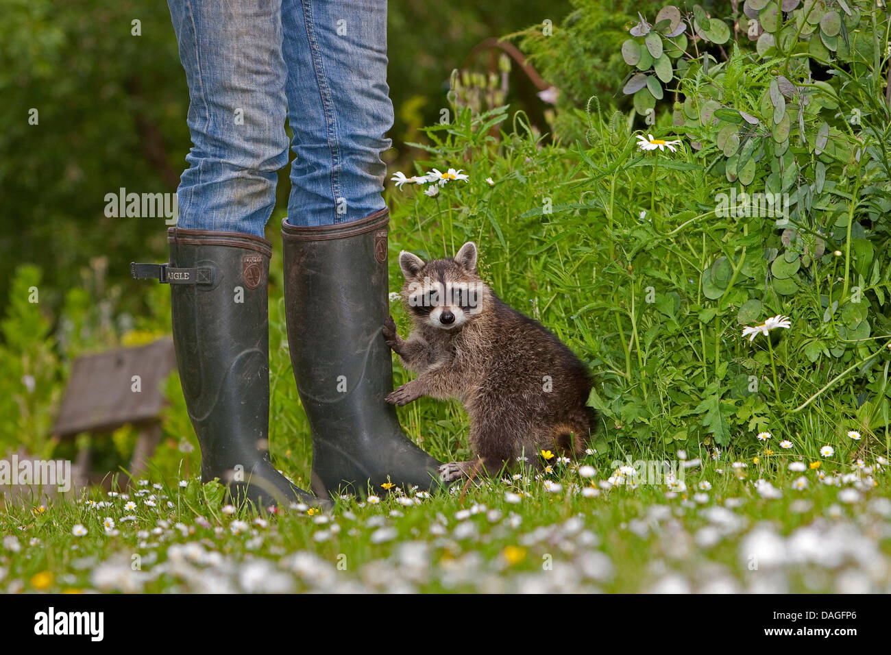 common raccoon (Procyon lotor), young animal standing with a girl wearing rubber boots in a meadow, Germany Stock Photo