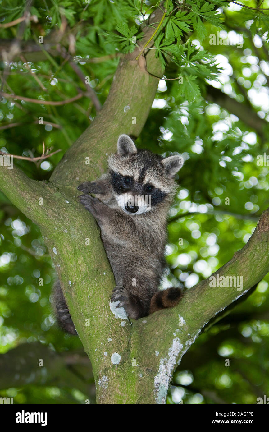 common raccoon (Procyon lotor), three months old young animal sitting