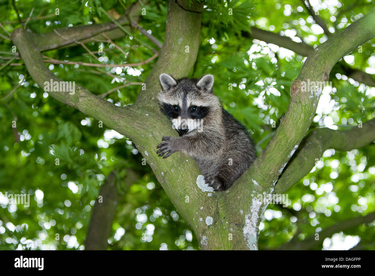 common raccoon (Procyon lotor), three months old young animal sitting