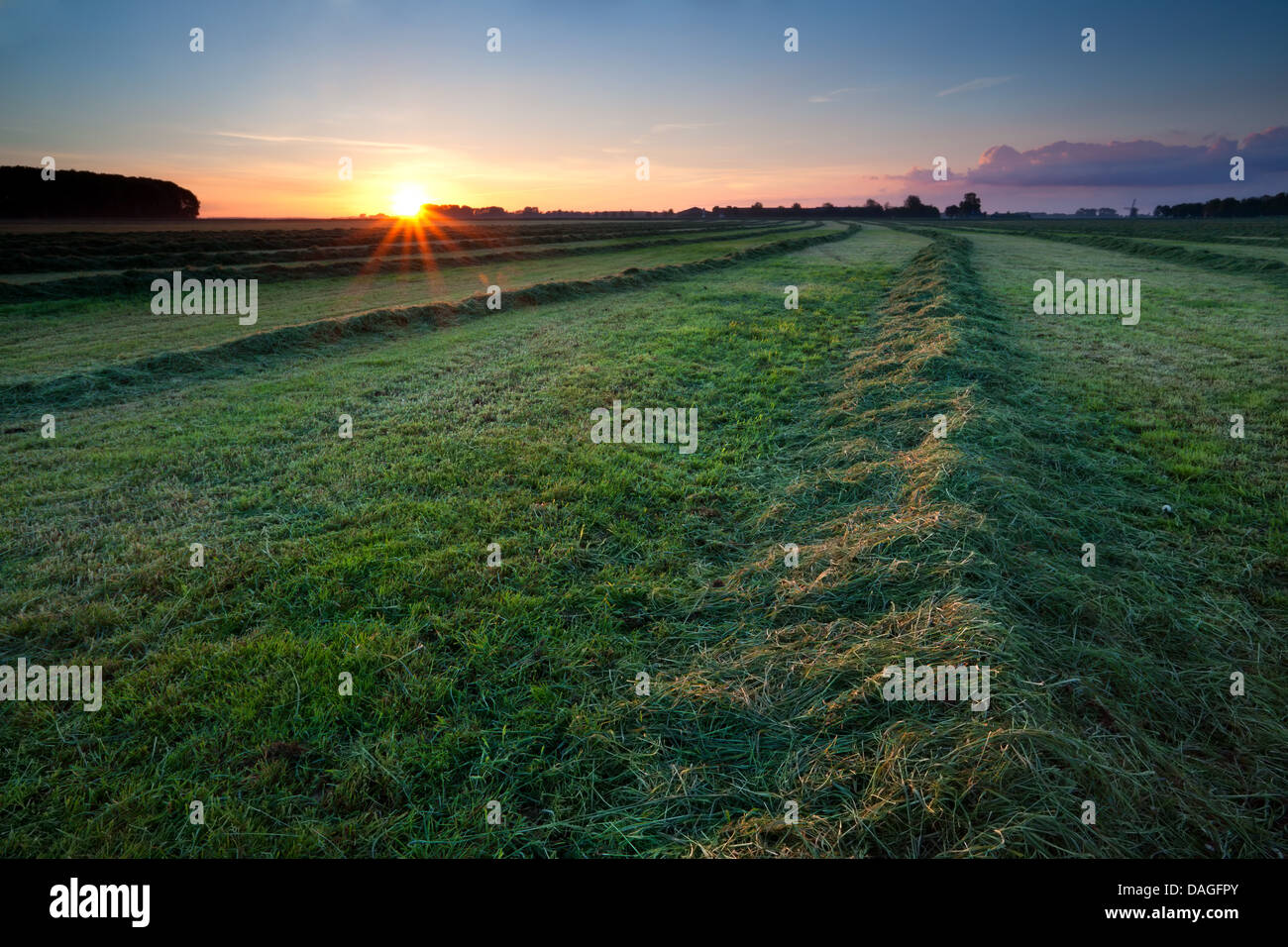 clipped green hay on field at sunrise, Groningen, Netherlands Stock Photo