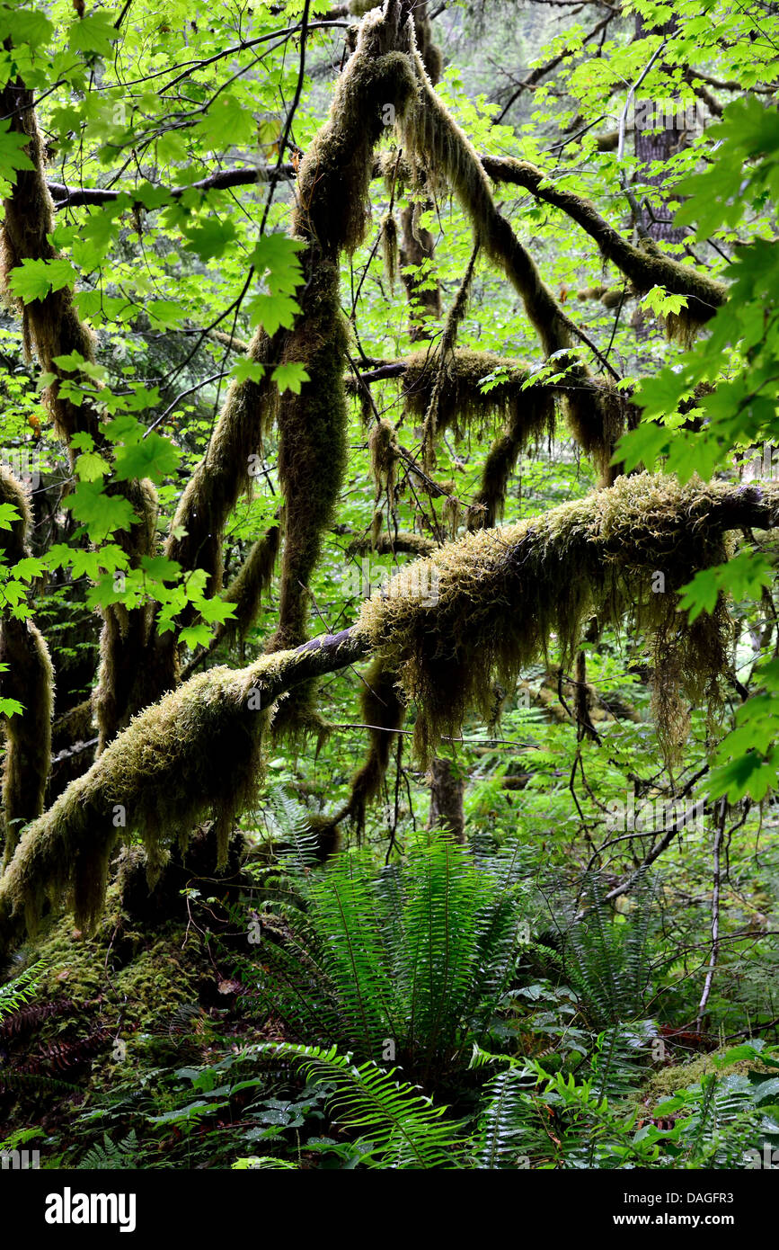 Moss hanging on the branches in the rain forest. Olympic National Park, Washington, USA. Stock Photo
