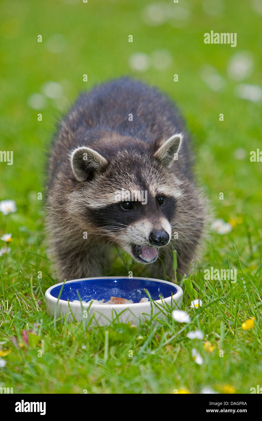 common raccoon (Procyon lotor), young animal in a meadow feeding out of a feeding dish, Germany Stock Photo