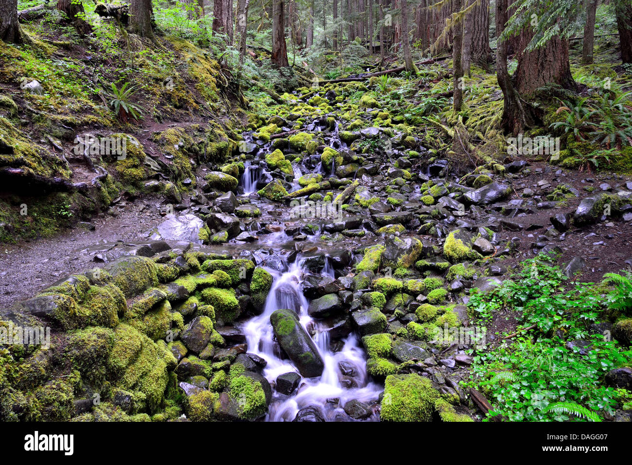 Moss covered boulders along a cascade stream. Olympic National Park, Washington, USA. Stock Photo