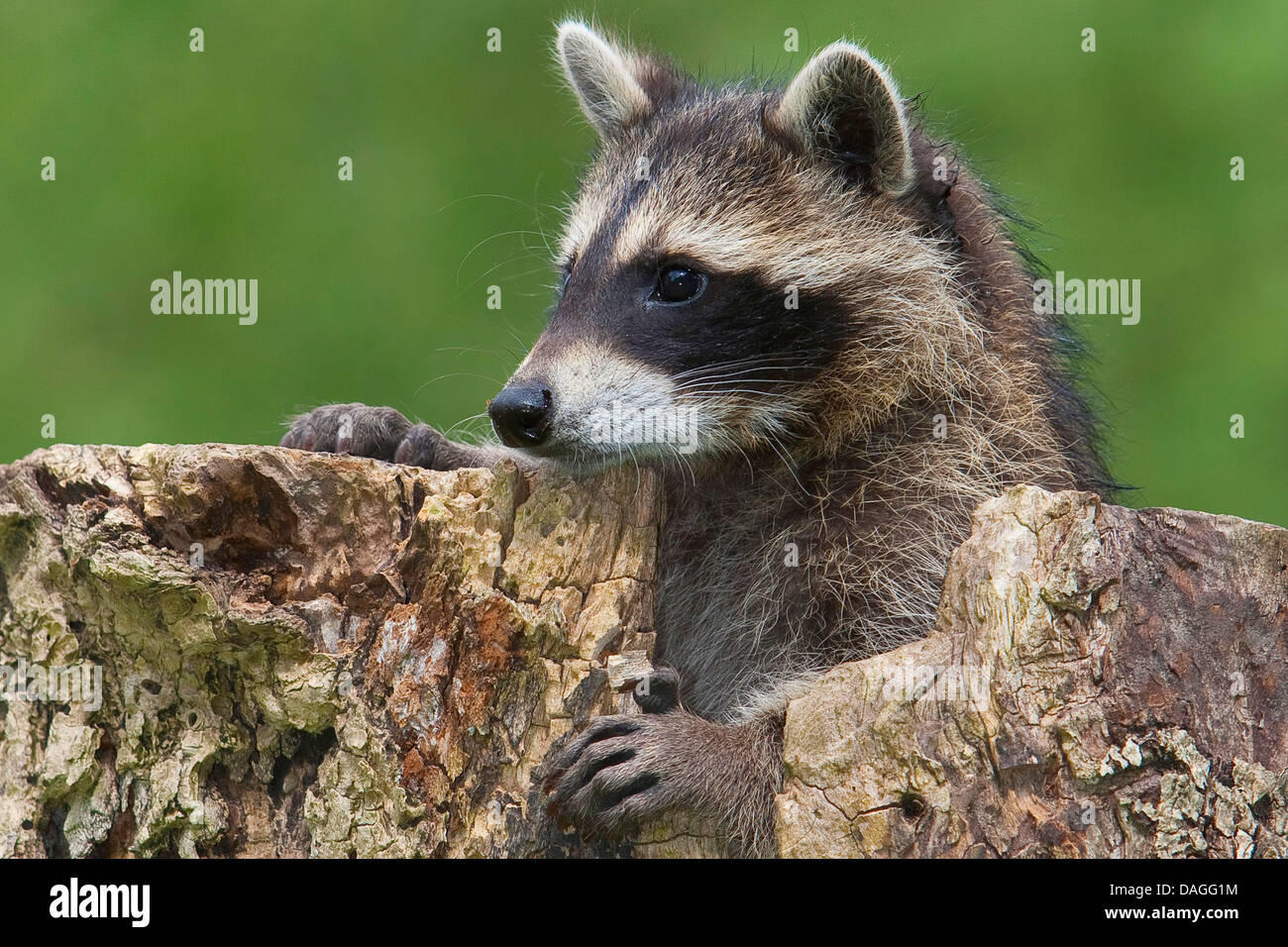 common raccoon (Procyon lotor), three months old young animal looking