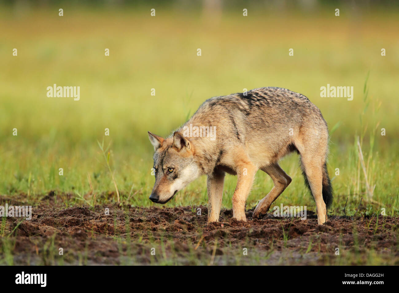 European grey wolf (Canis lupus) in stalking posture Stock Photo