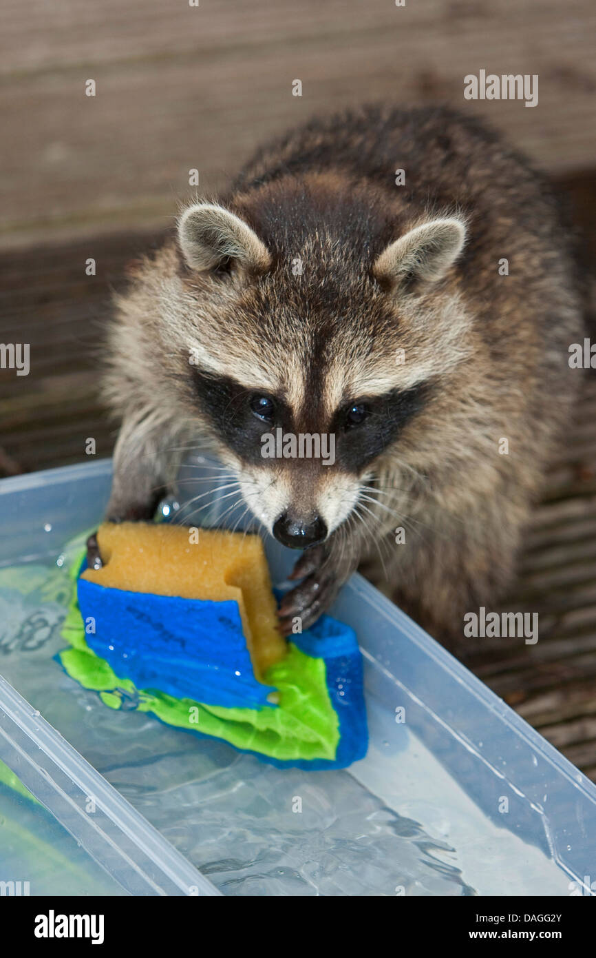 Why is a raccoon a rag What is he rinsing Why is a raccoon a rag What is he rinsing