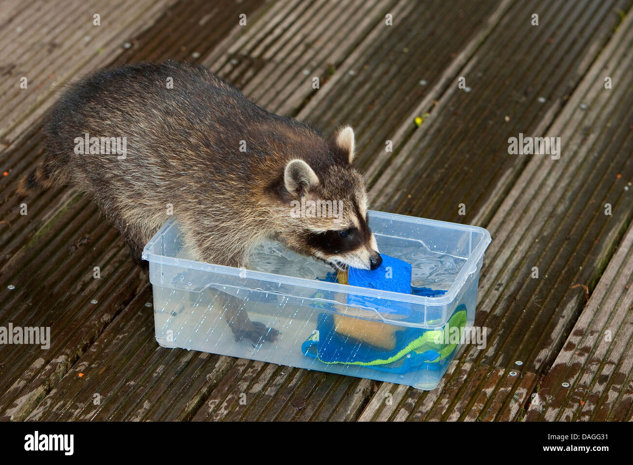 common raccoon (Procyon lotor), gentle young animal playing with water, sponge and rag, Germany Stock Photo