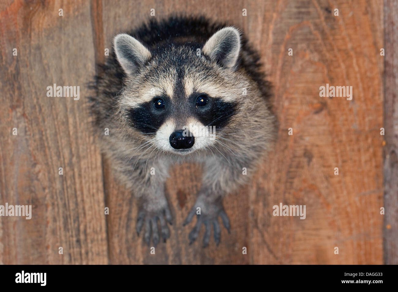 common raccoon (Procyon lotor), three months old young animal looking