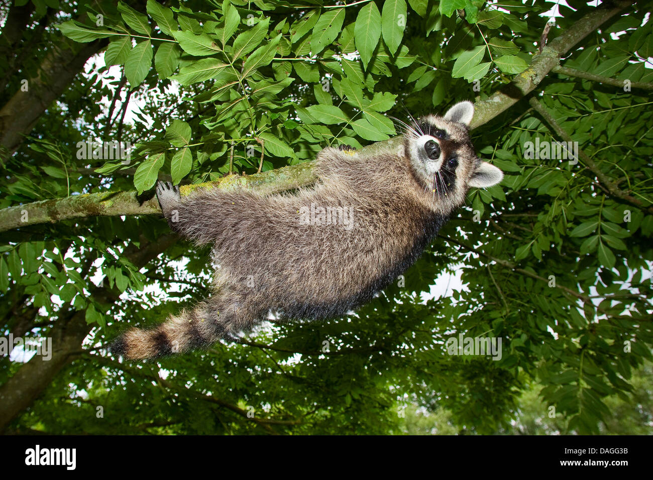 common raccoon (Procyon lotor), four months old male climbing on a tree, Germany Stock Photo