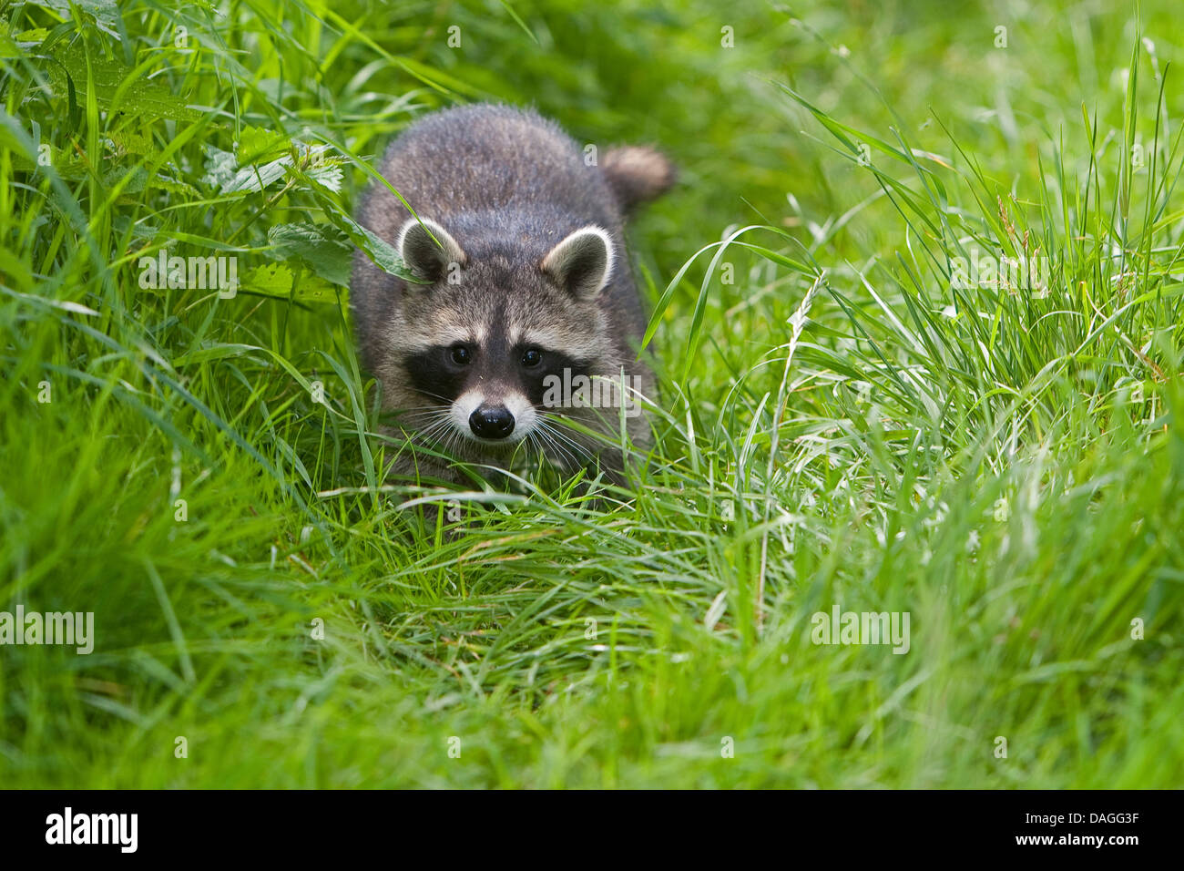 common raccoon (Procyon lotor), four months old male walking in a meadow, Germany Stock Photo