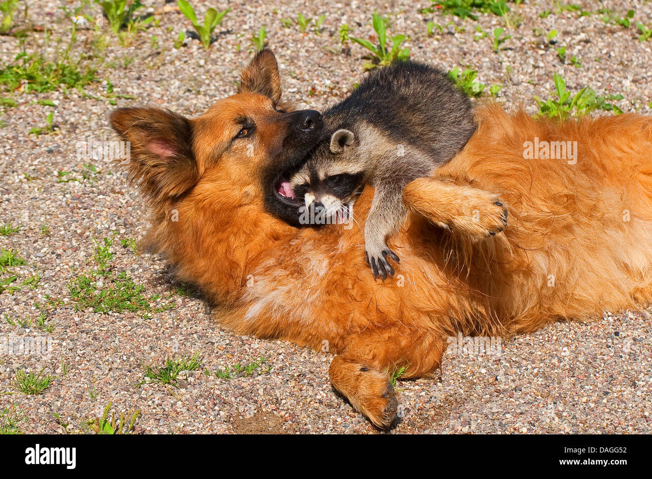 common raccoon (Procyon lotor), hand-raised juvenile raccoon playing with dog, Germany Stock Photo